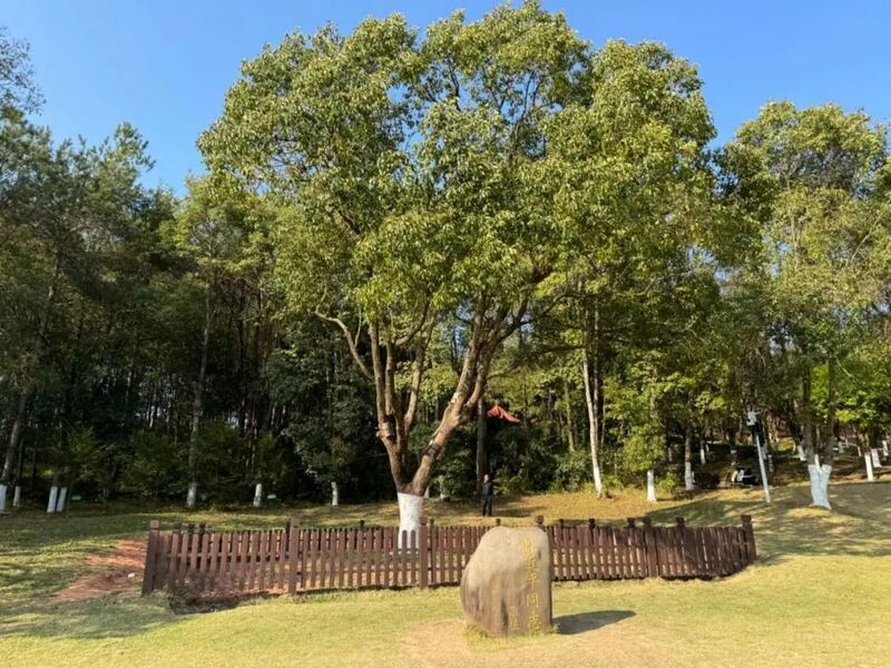 習(xí)近平同志為福建省長(zhǎng)汀縣水土保持科教園捐種的香樟樹(shù)。圖源：學(xué)習(xí)時(shí)報(bào)