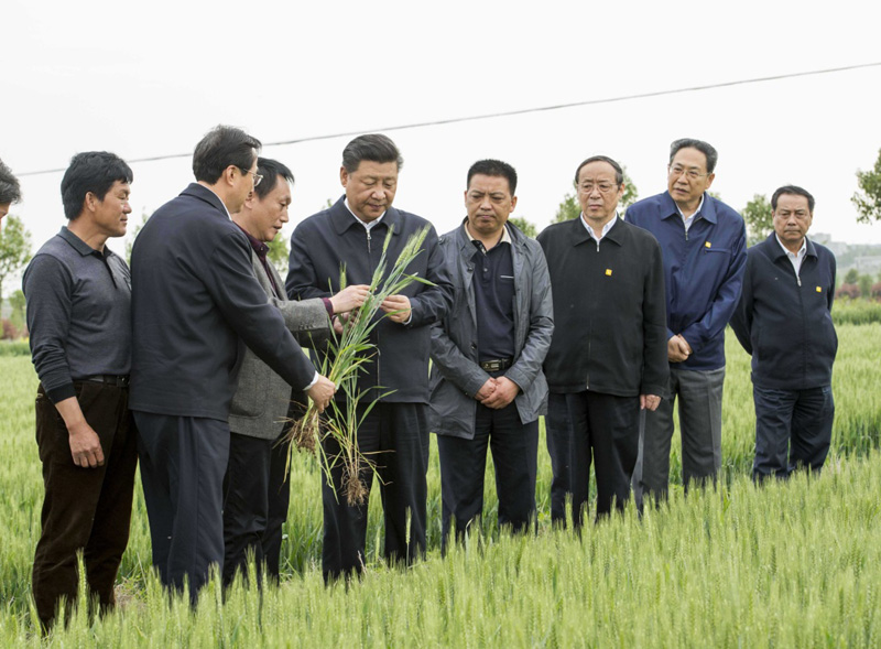 2016年4月25日下午，習(xí)近平在安徽滁州市鳳陽(yáng)縣小崗村察看小麥長(zhǎng)勢(shì)。左一為種糧大戶程夕兵。新華社記者 李學(xué)仁 攝
